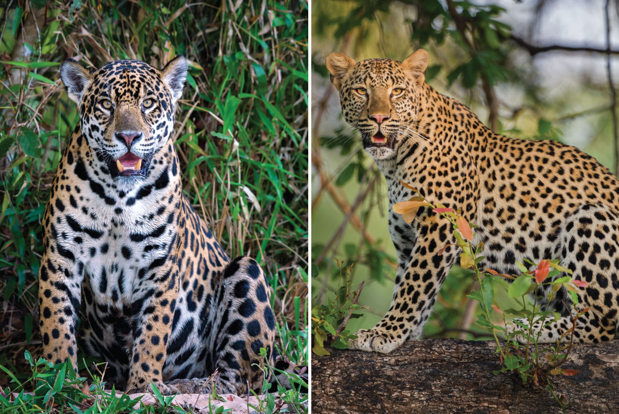 A side by side of a jaguar and leopard to show how similar they look